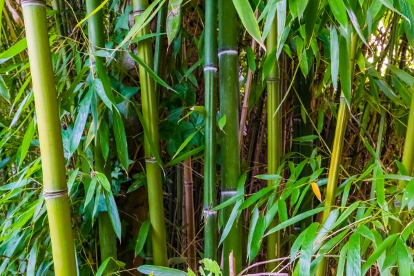 Bamboo Trimming in Saint Joseph