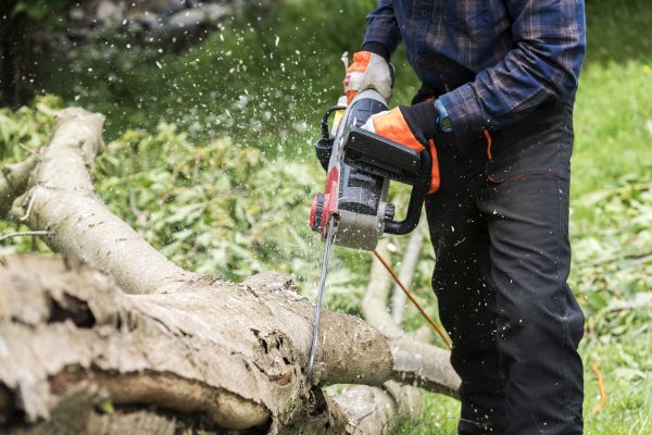Branch Removal Service in Saint Joseph