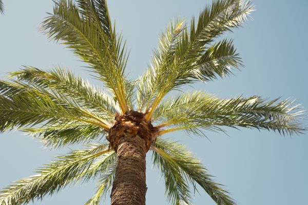 Palm Tree Pruning in Saint Joseph