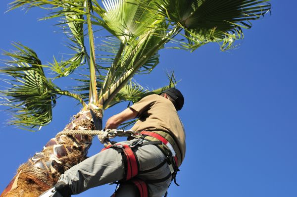 Palm Tree Trimming in Saint Joseph