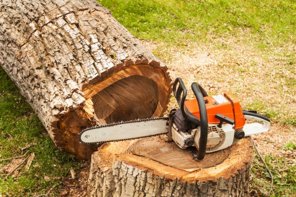 Tree Cutting Service in Saint Joseph
