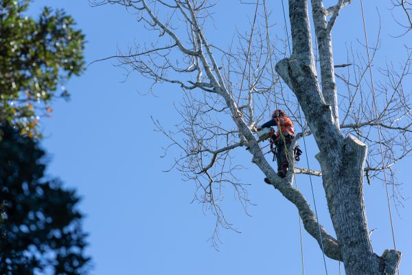 Tree Topping Service in Saint Joseph