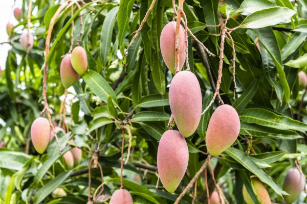 Mango Tree Trimming in Saint Joseph
