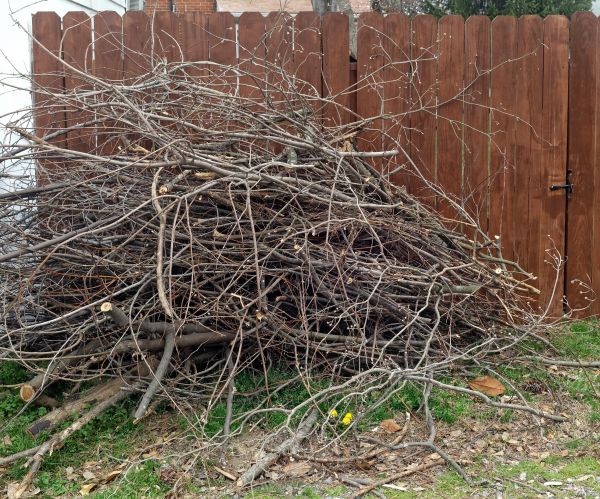 Dead Branch Removal in Saint Joseph