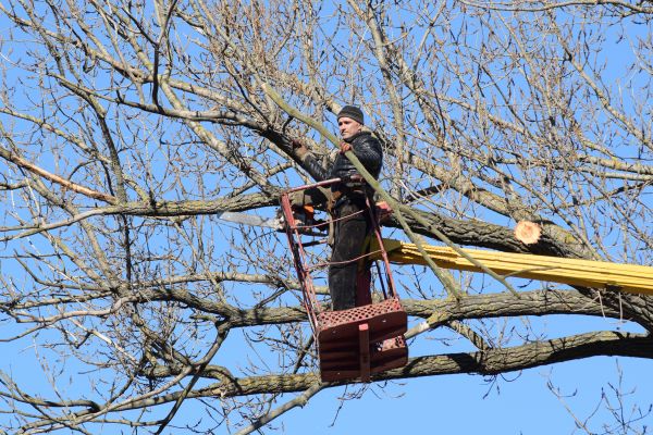 Emergency Tree Trimming in Saint Joseph