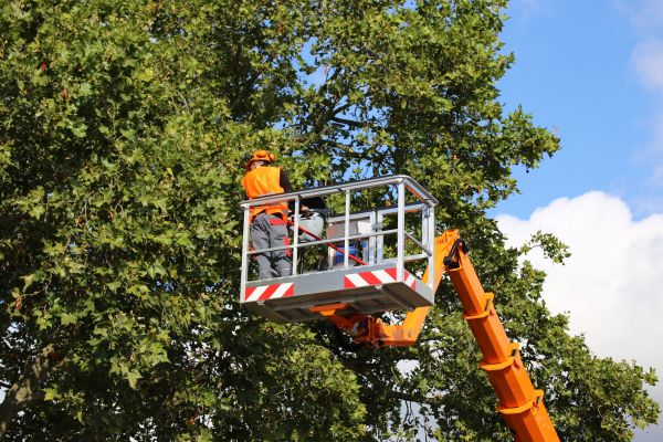 Commercial Tree Service in Saint Joseph