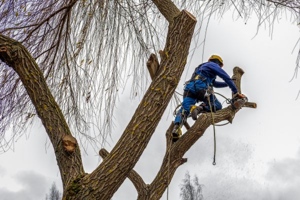 Tree Maintenance Service in Saint Joseph