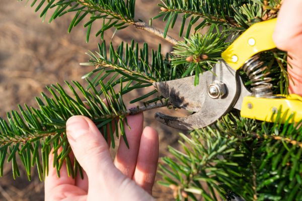 Pine Tree Pruning in Saint Joseph
