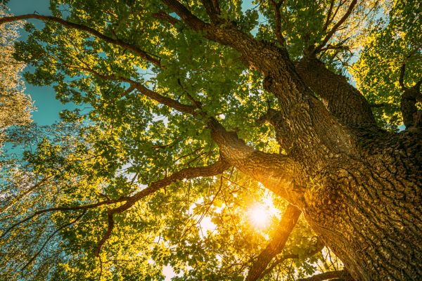 Cost of Oak Tree Pruning in Saint Joseph