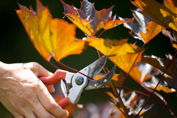 Cost of Maple Tree Pruning in Saint Joseph