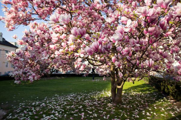 Magnolia Tree Pruning in Saint Joseph