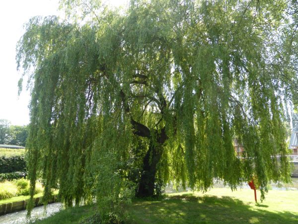 Willow Tree Trimming in Saint Joseph