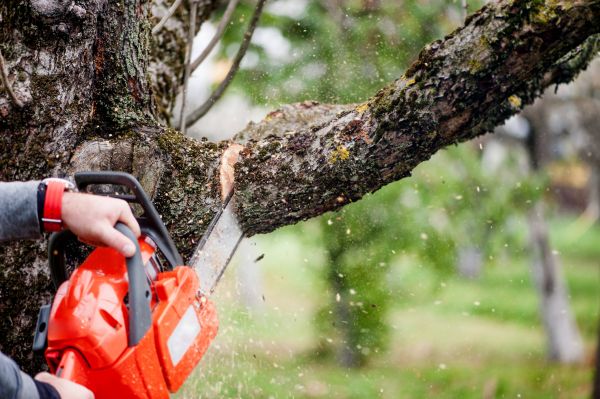 Cost of Tree Limbs Removal in Saint Joseph