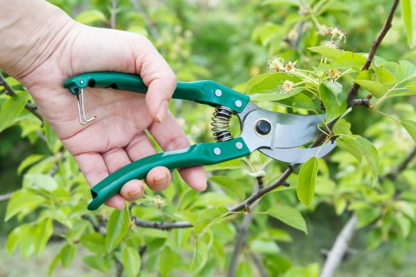 Cost of Pear Tree Pruning in Saint Joseph