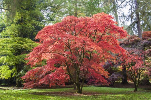 Japanese Maple Pruning in Saint Joseph