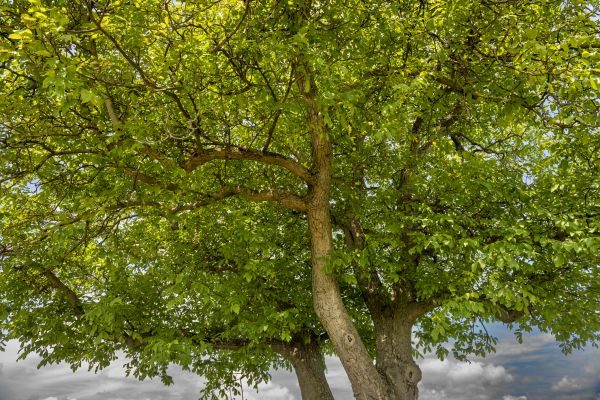 Walnut Tree Trimming in Saint Joseph