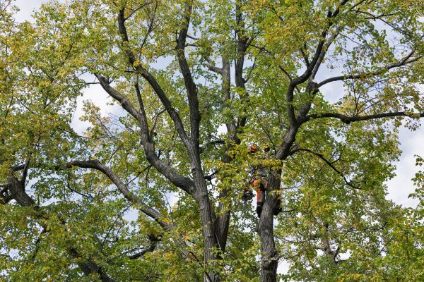 Tree Crown Shaping in Saint Joseph