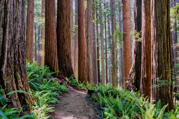 Redwood Tree Trimming in Saint Joseph