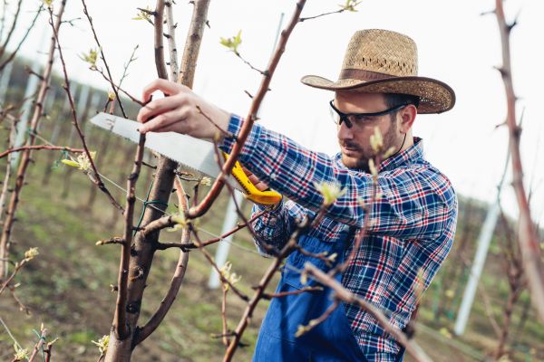 Orchard Tree Pruning in Saint Joseph