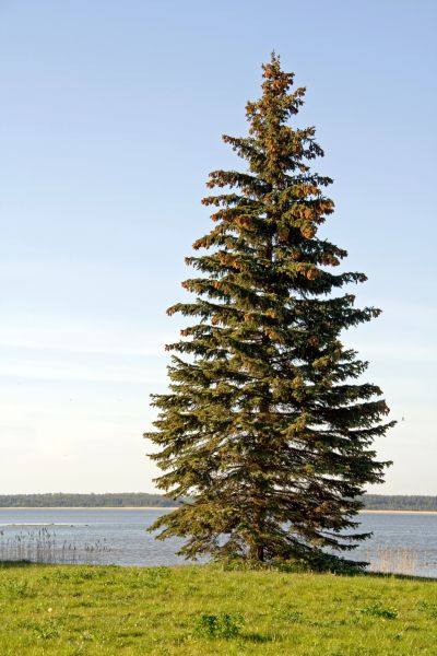 Spruce Tree Pruning in Saint Joseph