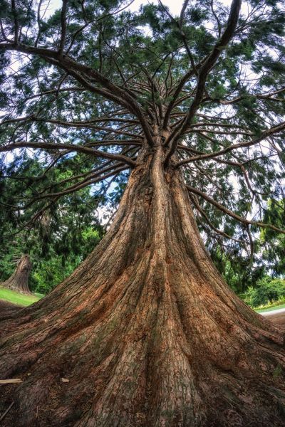 Cedar Tree Pruning in Saint Joseph