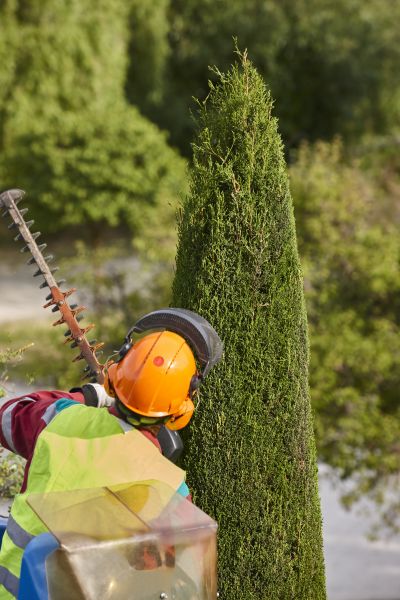 Cypress Tree Trimming in Saint Joseph