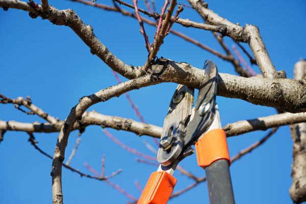 Peach Tree Trimming in Saint Joseph