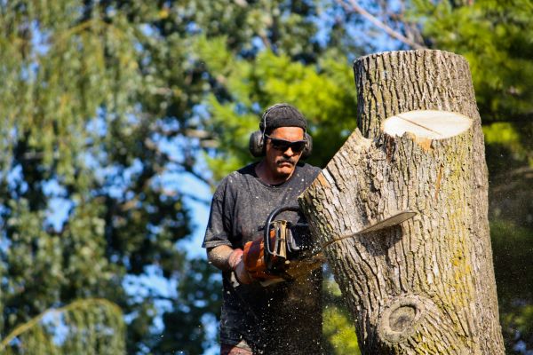 Ash Tree Pruning in Saint Joseph