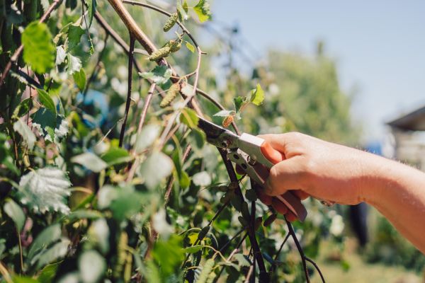 Birch Tree Pruning in Saint Joseph