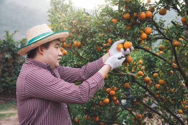 Orange Tree Pruning in Saint Joseph