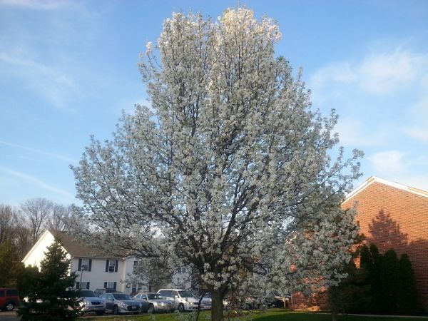 Bradford Pear Tree Pruning in Saint Joseph