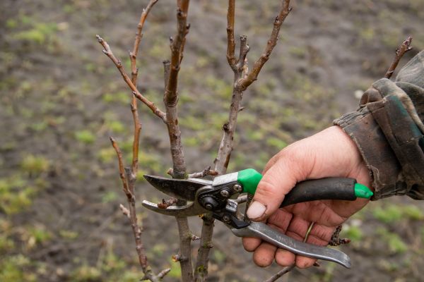 Cost of Pear Trees Pruning in Saint Joseph