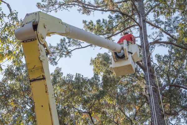 Limbs Trimming in Saint Joseph