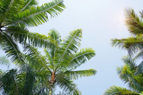 Queen Palm Tree Trimming in Saint Joseph
