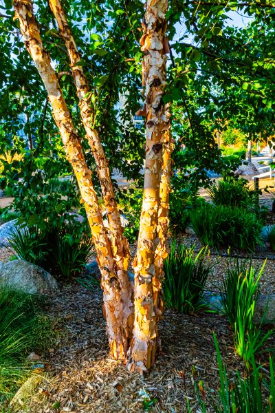 River Birch Trimming in Saint Joseph
