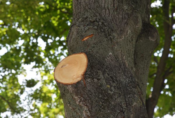 Limb Cutting in Saint Joseph
