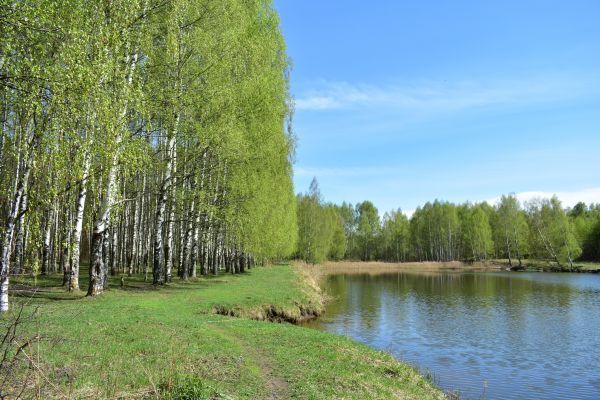 River Birch Pruning in Saint Joseph