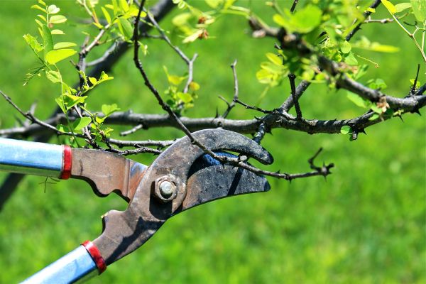 Branches Pruning in Saint Joseph