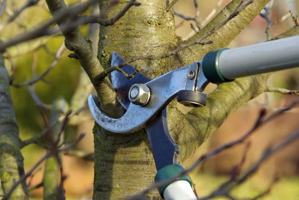 Tree Limb Trimming Service in Saint Joseph