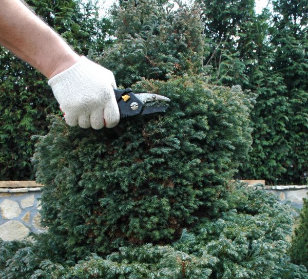 Ornamental Tree Trimming in Saint Joseph