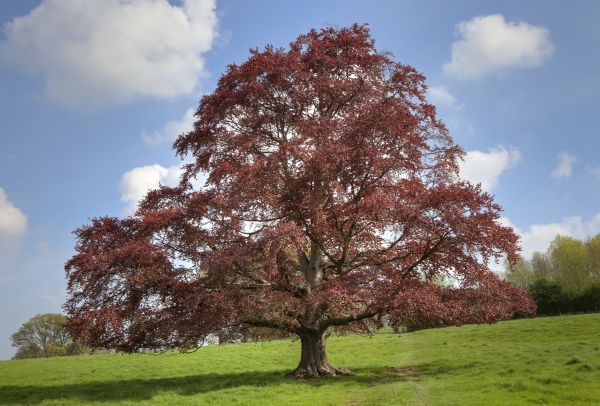 Beech Tree Pruning in Saint Joseph