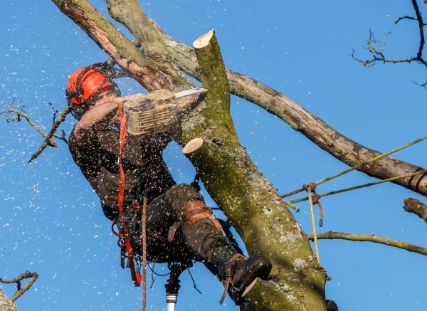 Tree Trimming Service in Saint Joseph