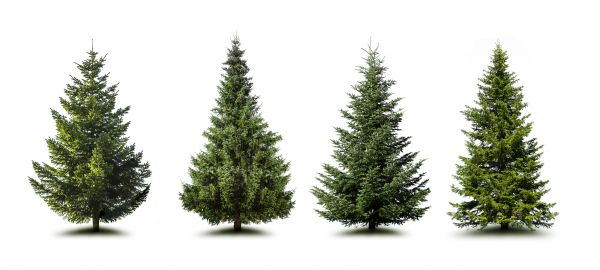 Cost of Pine Tree Trimming in Saint Joseph