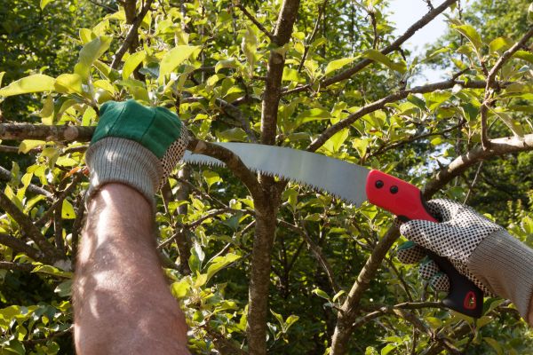 Apple Tree Trimming in Saint Joseph