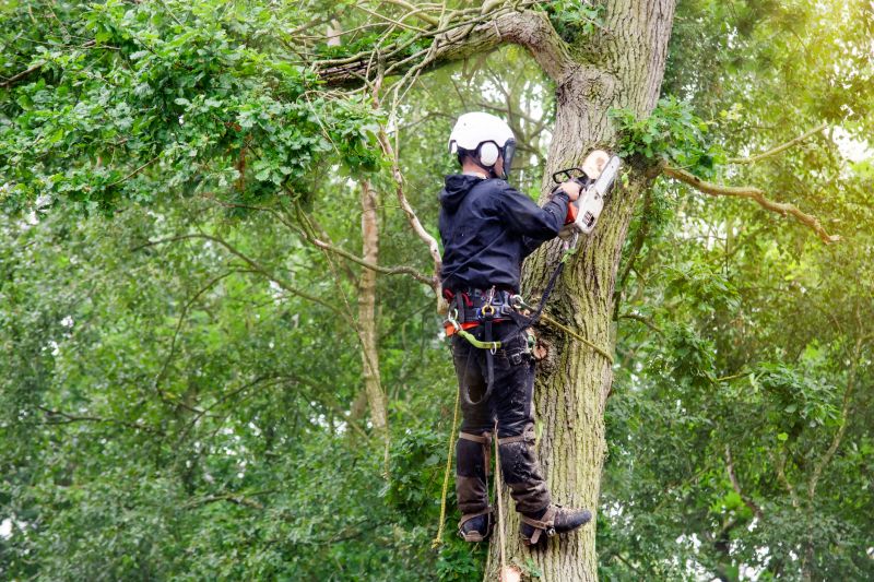 Arborist Climbing Tree