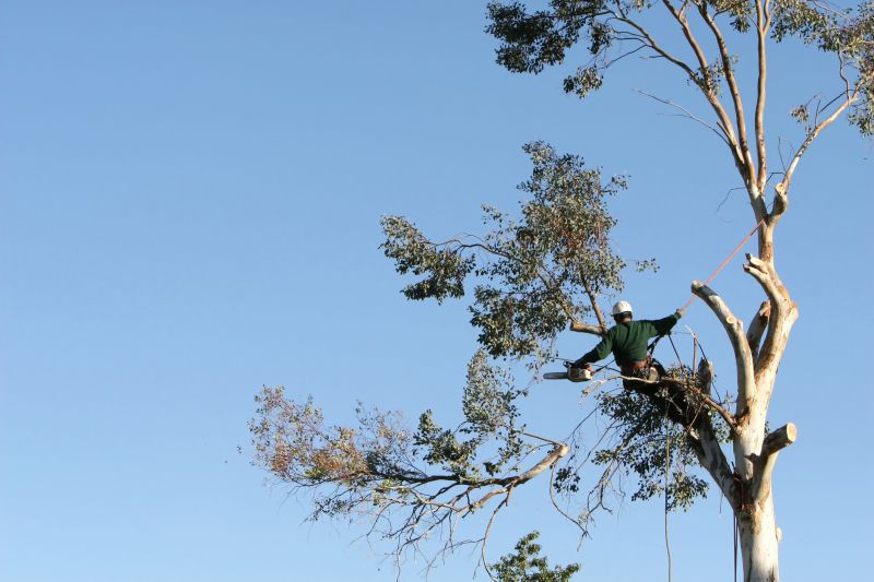 Arborist with Climbing Gear